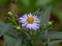 Attēlu rezultāti vaicājumam “Symphyotrichum x salignum”