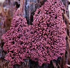 Attēlu rezultāti vaicājumam “Arcyria denudata young”