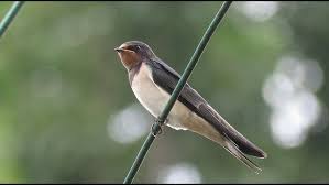 Attēlu rezultāti vaicājumam “Hirundo rustica juvenile”