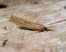 Attēlu rezultāti vaicājumam “Pediasia fascelinella”