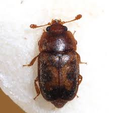 Attēlu rezultāti vaicājumam “Epuraea sp.”