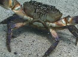 Image result for Eriphia verrucosa