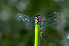 Attēlu rezultāti vaicājumam “Leucorrhinia dubia male”
