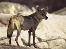 Image result for canis lupus arabs