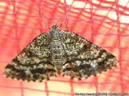 Attēlu rezultāti vaicājumam “Ematurga atomaria”