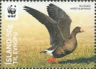 Attēlu rezultāti vaicājumam “Anser albifrons”