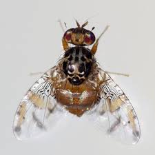 Attēlu rezultāti vaicājumam “Tephritidae”