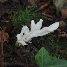 Attēlu rezultāti vaicājumam “Clavulina rugosa”