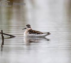 Attēlu rezultāti vaicājumam “Phalaropus lobatus”