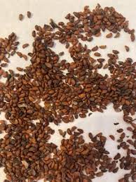 Attēlu rezultāti vaicājumam “Amelanchier spicata fruit”