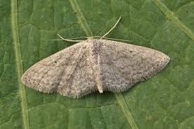 Attēlu rezultāti vaicājumam “Idaea sylvestraria”