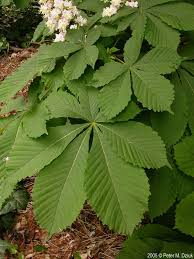 Attēlu rezultāti vaicājumam “Aesculus hippocastanum”