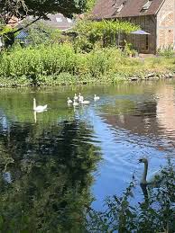 Image result for Romsey and Totton Swimming Club