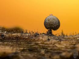 Attēlu rezultāti vaicājumam “Stemonitopsis amoena macro”