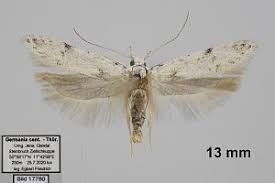 Attēlu rezultāti vaicājumam “Carpatolechia alburnella”