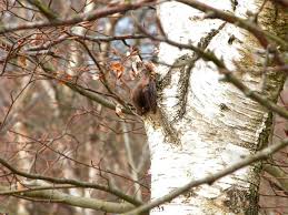 Attēlu rezultāti vaicājumam “Myotis dasycneme”