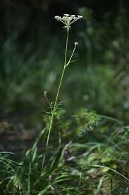 Attēlu rezultāti vaicājumam “Laserpitium prutenicum”