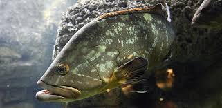 Image result for Epinephelus andersoni