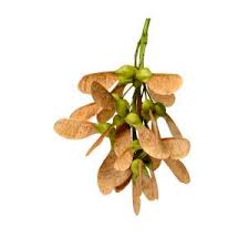 Attēlu rezultāti vaicājumam “Acer pseudoplatanus fruit”