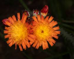 Image result for Hieracium aurantiacum