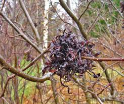 Attēlu rezultāti vaicājumam “Alnus incana female flower”