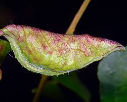 Attēlu rezultāti vaicājumam “Thecabius affinis”