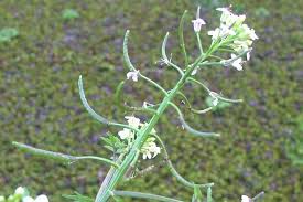 Image result for Rorippa nasturtium-aquaticum
