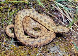 Attēlu rezultāti vaicājumam “Natrix natrix”