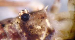 Attēlu rezultāti vaicājumam “Lophopilio palpinalis”