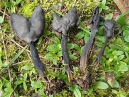 Attēlu rezultāti vaicājumam “Helvella atra”