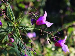 Image result for Impatiens glandulifera