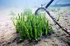 Attēlu rezultāti vaicājumam “Spongilla lacustris”