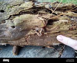 Attēlu rezultāti vaicājumam “Cribraria vulgaris”