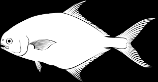 Image result for Trachinotus carolinus