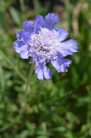 Image result for scabiosa caucasica