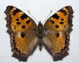 Attēlu rezultāti vaicājumam “Nymphalis xanthomelas underside”