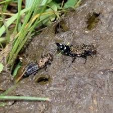 Attēlu rezultāti vaicājumam “Ontholestes murinus”