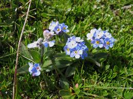 Attēlu rezultāti vaicājumam “Myosotis sparsiflora flower”