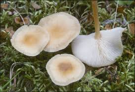 Attēlu rezultāti vaicājumam “Collybia sp.”