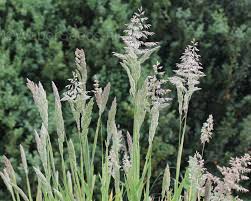 Attēlu rezultāti vaicājumam “Holcus lanatus”