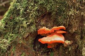 Attēlu rezultāti vaicājumam “Aurantiporus fissilis”