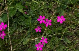 Attēlu rezultāti vaicājumam “Dianthus deltoides”