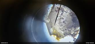 Attēlu rezultāti vaicājumam “Badhamia juliae”