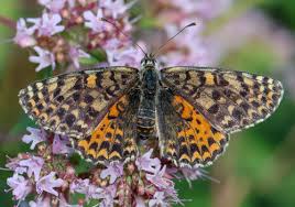 Attēlu rezultāti vaicājumam “Melitaea didyma”