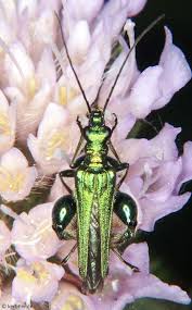 Attēlu rezultāti vaicājumam “Oedemera femorata”