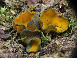 Attēlu rezultāti vaicājumam “Caloscypha fulgens”