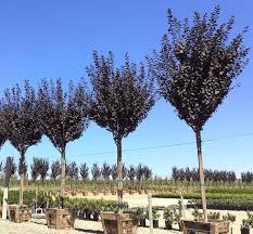 Attēlu rezultāti vaicājumam “Prunus cerasifera”