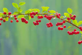 Attēlu rezultāti vaicājumam “Cotoneaster multiflorus fruit”
