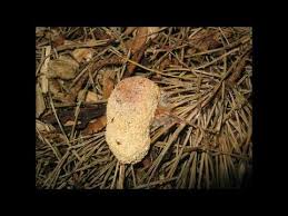 Attēlu rezultāti vaicājumam “Fuligo septica var. rufa”