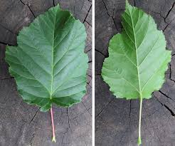 Attēlu rezultāti vaicājumam “Acer tataricum leaf”